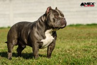 tonisillo